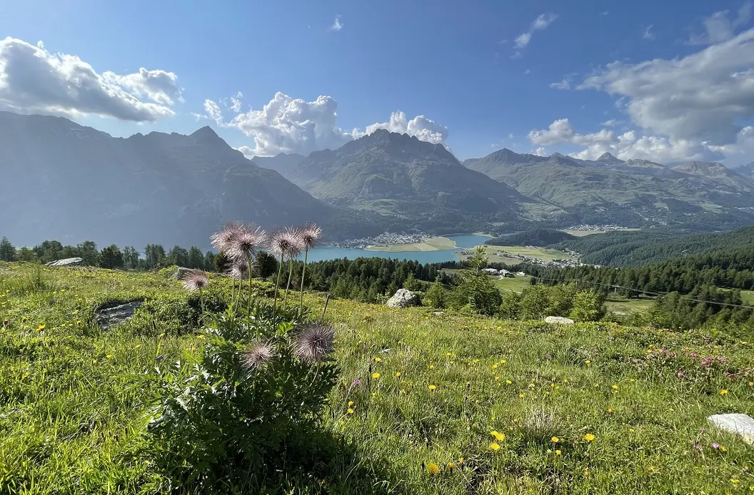 Blumenwiese oberhalb von Silvaplana mit Blick über den Silvaplanersee auf die Engadiner Berge