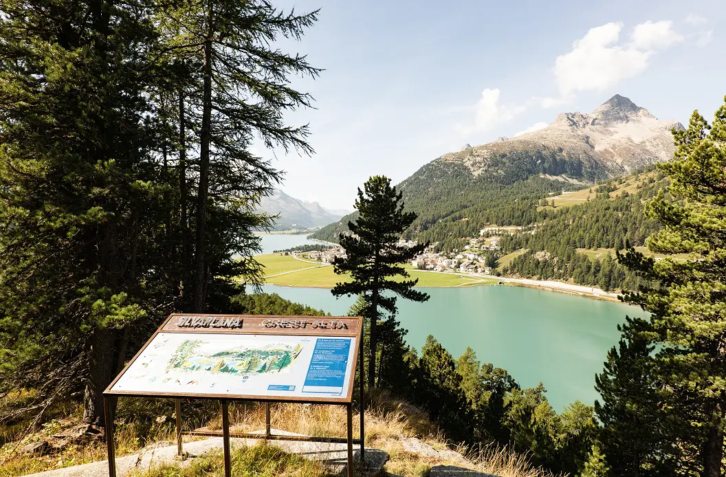Illustrierte Panoramatafel auf einer Anhöhe über dem türkisblauen Silvaplanersee zwischen Lärchen