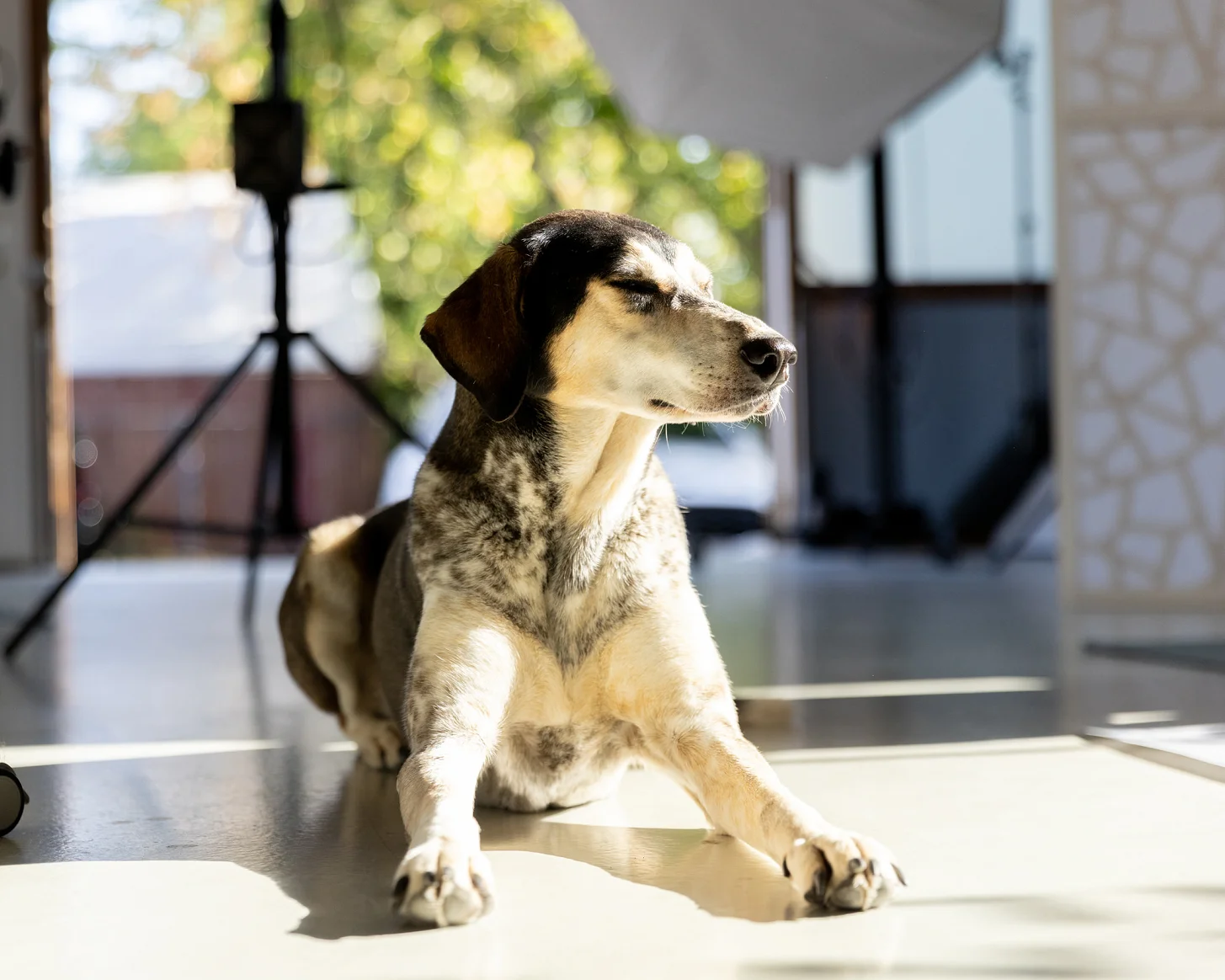 Agenturhund Inge im Fotostudio, den Blick zur Seite gerichtet