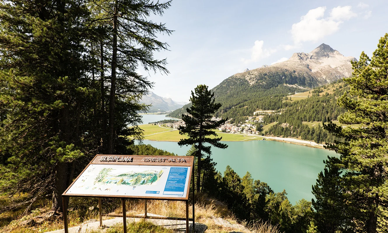 Panoramatafel zwischen Lärchen mit Blick auf den türkisblauen Silvaplanersee